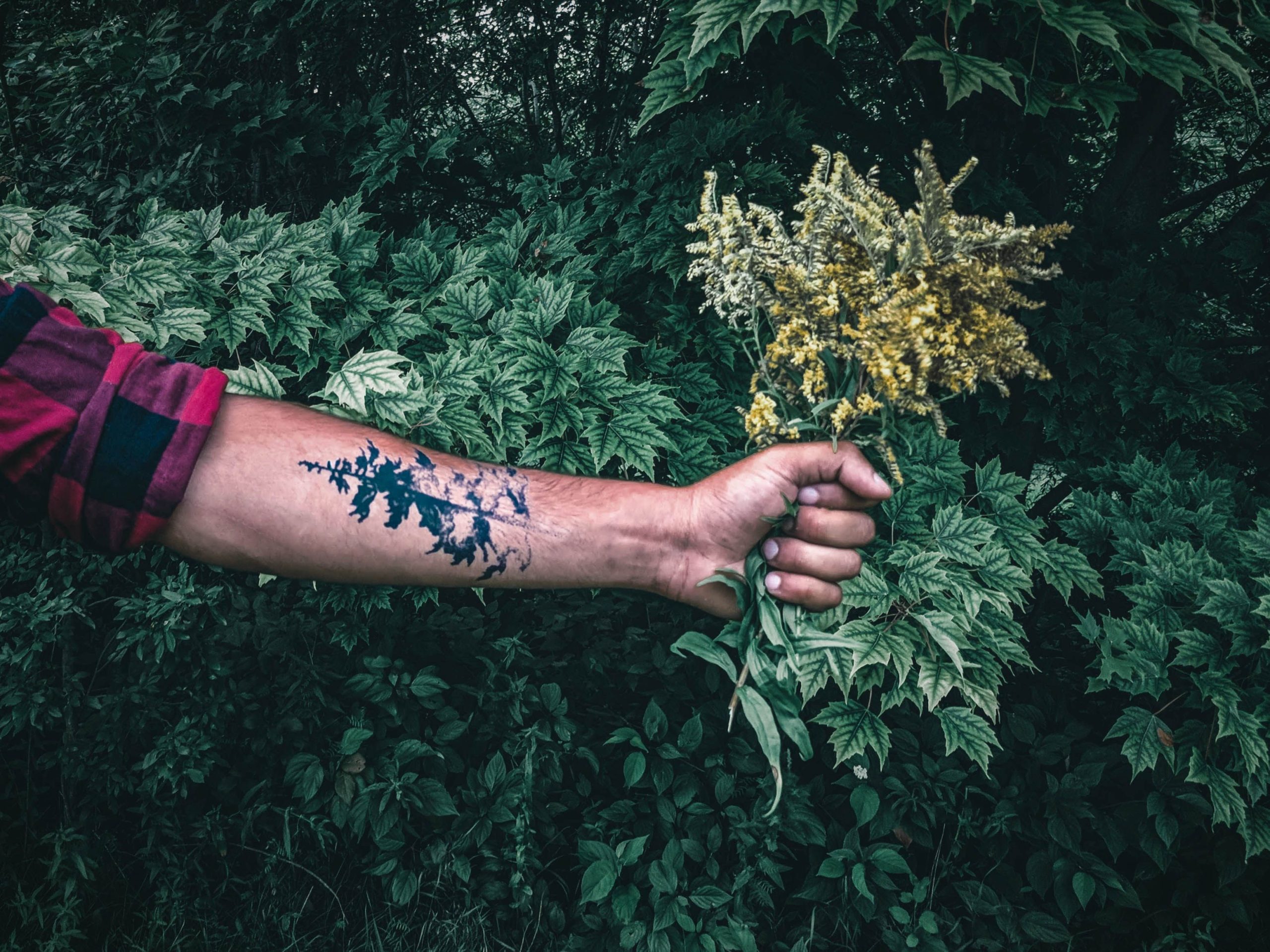 Bras tatoué tenant fleurs sauvages en nature