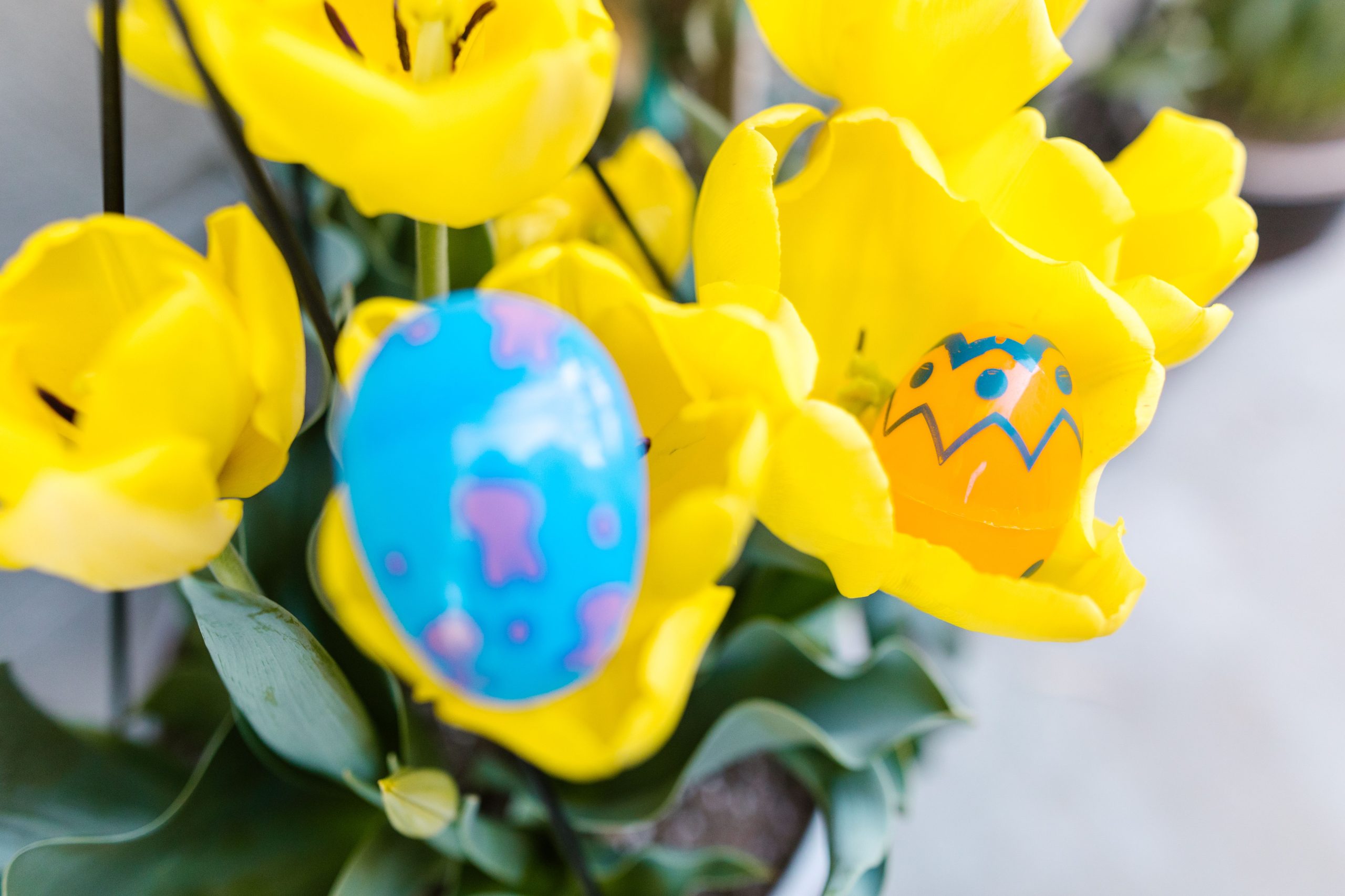 Oeufs de Paques colorés parmi tulipes jaunes